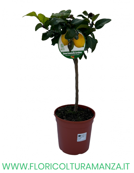 PIANTA DI LIMONE FEMMINELLO CARRUBARO VASO 22