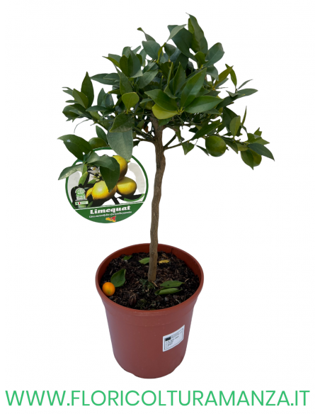 PIANTA DI LIMEQUAT VASO 19