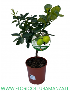 PIANTA DI LIMA VERDE VASO 19