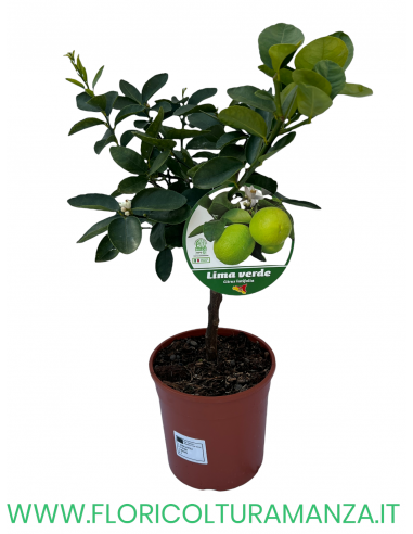 PIANTA DI LIMA VERDE VASO 19