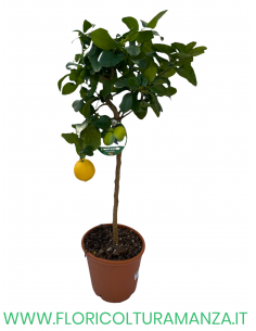PIANTA DI LIMA VERDE ALBERELLO VASO 26