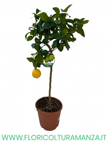 PIANTA DI LIMA VERDE ALBERELLO VASO 26
