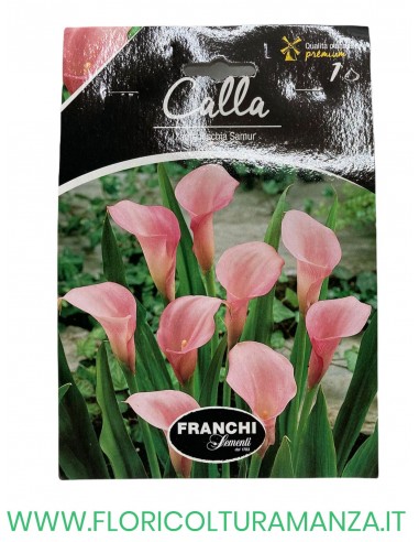 calla
