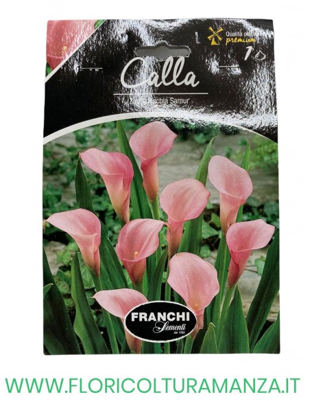 calla