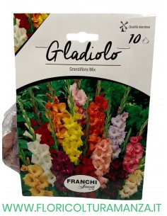 GLADIOLI    10 BULBI MIX
