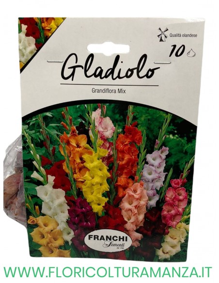 GLADIOLI    10 BULBI MIX