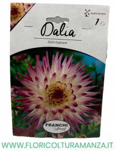 dalia