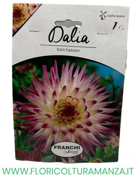 dalia