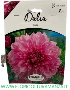 dalia 2