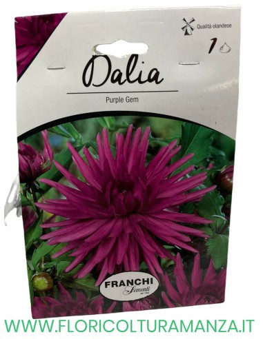 dalia