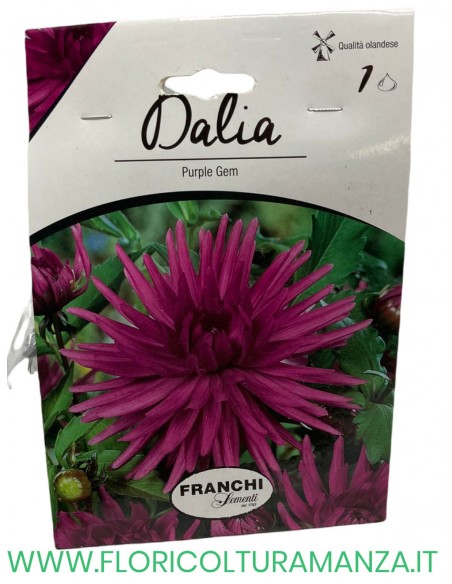 dalia