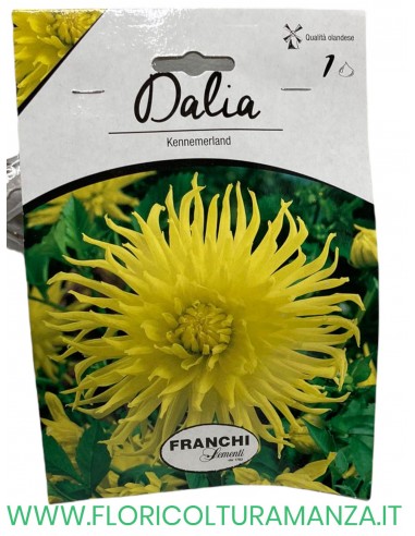 dalia