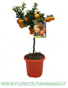 PIANTA DI CHINOTTO VASO 19