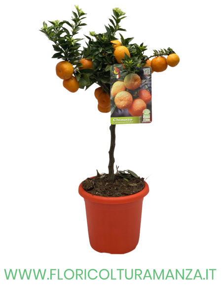 PIANTA DI CHINOTTO VASO 19