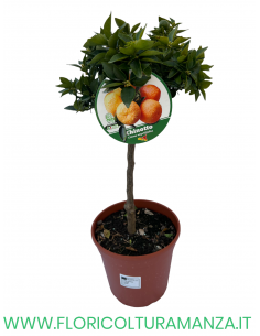 PIANTA DI CHINOTTO VASO 22