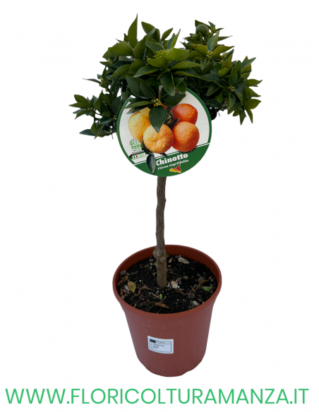 PIANTA DI CHINOTTO VASO 22