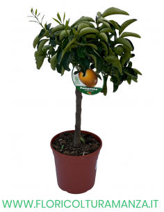 PIANTA DI POMPELMO VASO 22