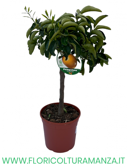PIANTA DI POMPELMO VASO 22