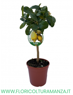 PIANTA DI CEDRO VASO 19