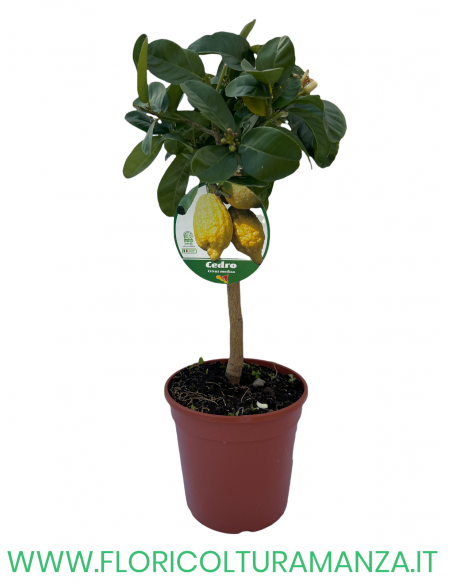 PIANTA DI CEDRO VASO 19