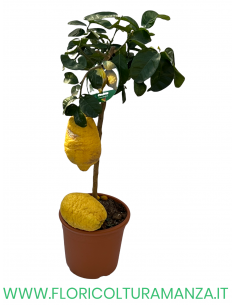 PIANTA DI CEDRO ALBERELLO VASO 26