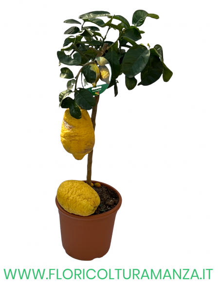 PIANTA DI CEDRO ALBERELLO VASO 26