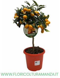PIANTA DI KUMQUAT VASO 19