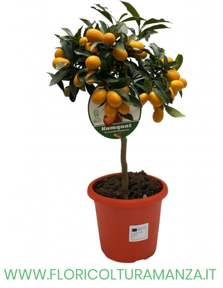 PIANTA DI KUMQUAT VASO 19