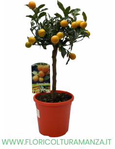 PIANTA DI KUMQUAT TONDO VASO 22