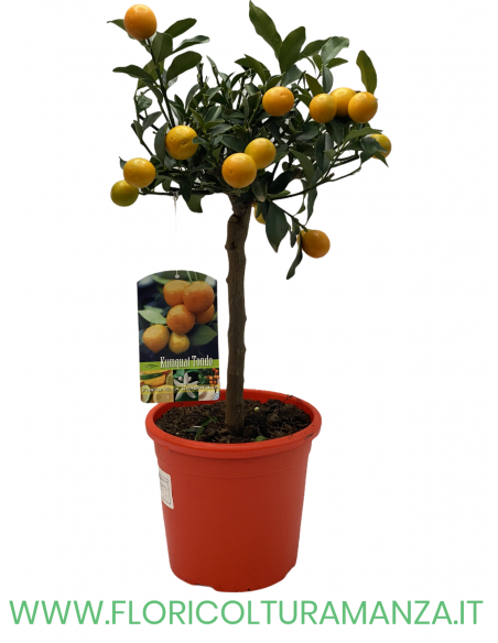 PIANTA DI KUMQUAT TONDO VASO 22