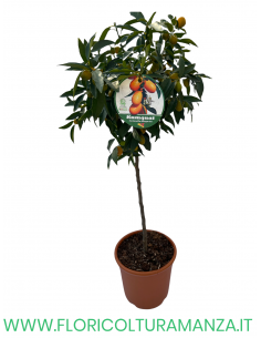 PIANTA DI KUMQUAT ALBERELLO  VASO 26