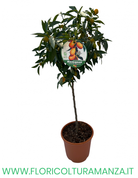 PIANTA DI KUMQUAT ALBERELLO  VASO 26
