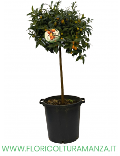 PIANTA DI KUMQUAT  VASO 35