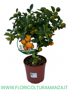 PIANTA DI CALAMONDINO  VASO 15