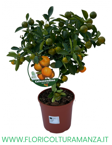 PIANTA DI CALAMONDINO  VASO 15