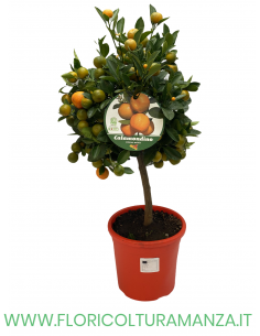 PIANTA DI CALAMONDINO VASO 22