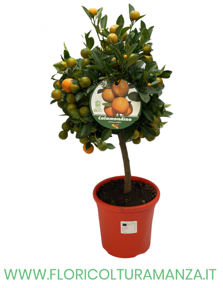 PIANTA DI CALAMONDINO VASO 22