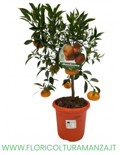 PIANTA DI MANDARINO VASO 22