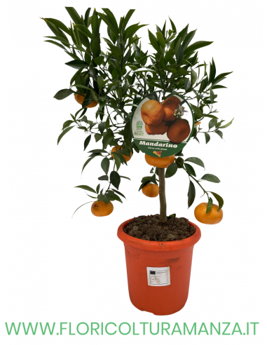 PIANTA DI MANDARINO VASO 22