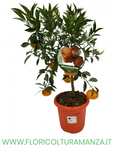 PIANTA DI MANDARINO VASO 19