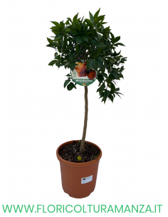 PIANTA DI MANDARINO ALBERELLO VASO 26