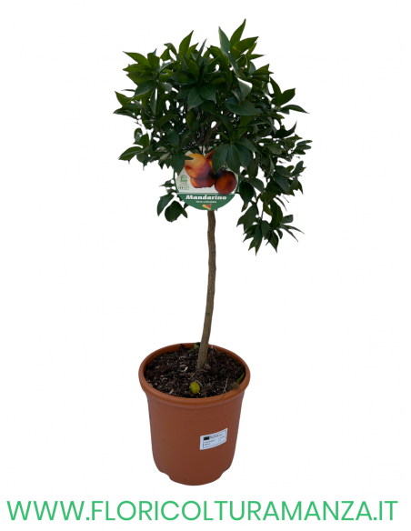 PIANTA DI MANDARINO ALBERELLO VASO 26