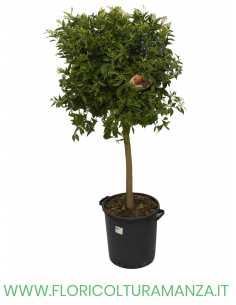 PIANTA DI MANDARINO VASO 35