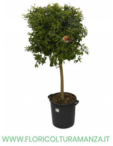 PIANTA DI MANDARINO VASO 35