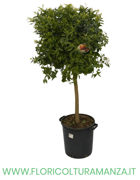 PIANTA DI MANDARINO VASO 35
