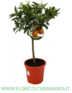 PIANTA DI ARANCIO VASO 22