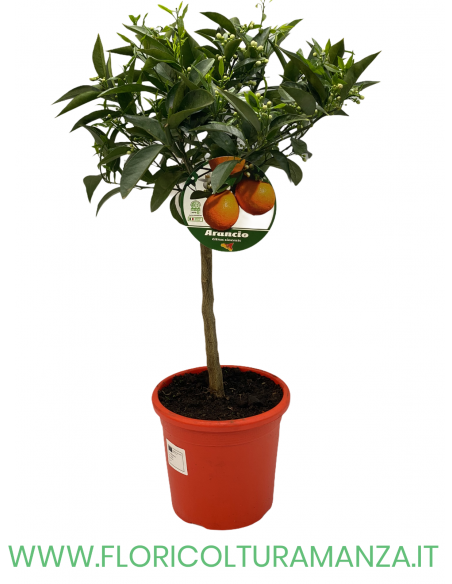 PIANTA DI ARANCIO VASO 22