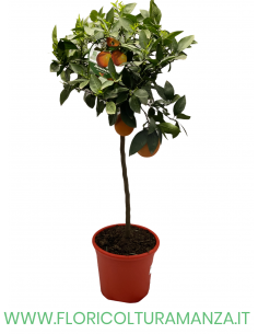 PIANTA DI ARANCIO MINI ALBERELLO VASO 26