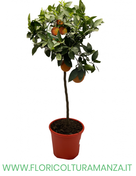 PIANTA DI ARANCIO MINI ALBERELLO VASO 26