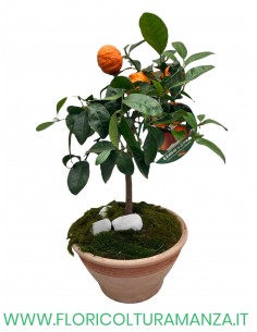 LIMA ROSSO (LIMONIA) IN VASO COTTO TOSCANO